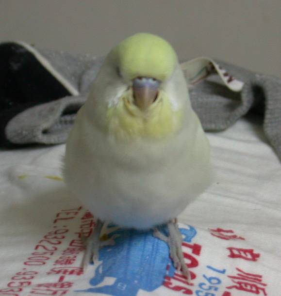 打坐中