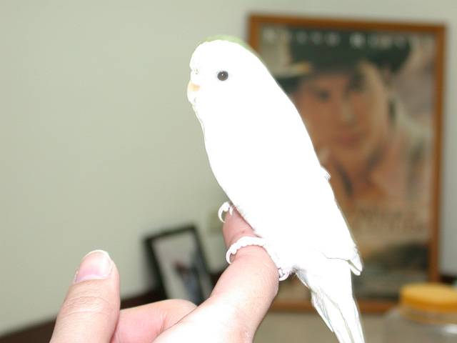 白鳥王子