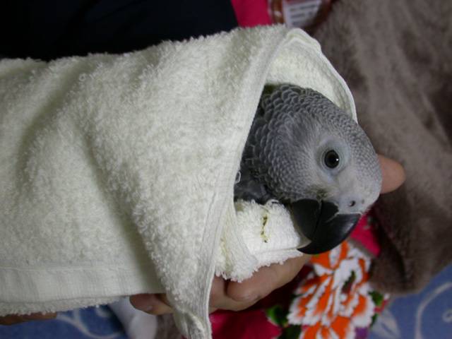 正台灣灰鸚捲
