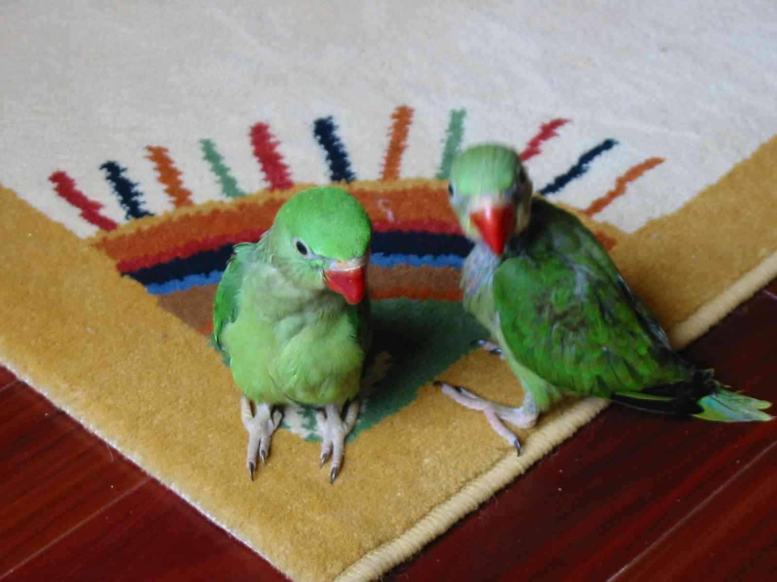 亞歷山大幼鳥