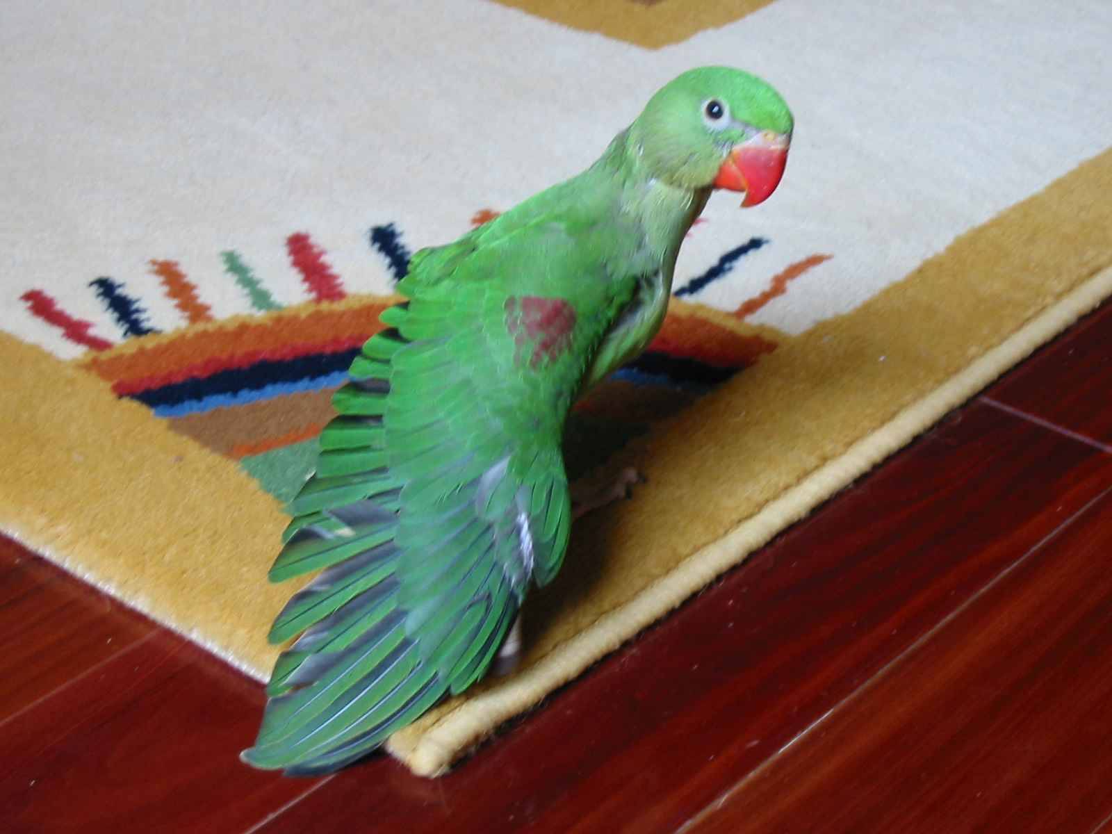 亞歷山大幼鳥
