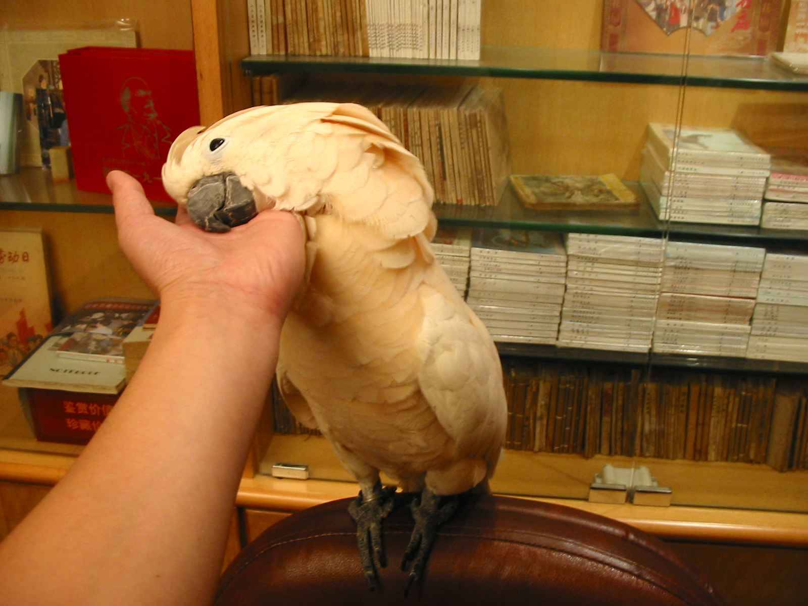 摩鹿加