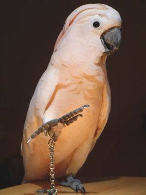moluccan