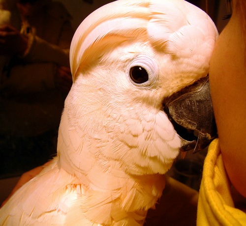 moluccan