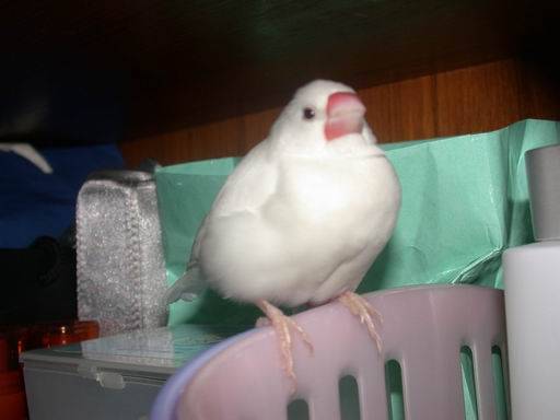 mangine