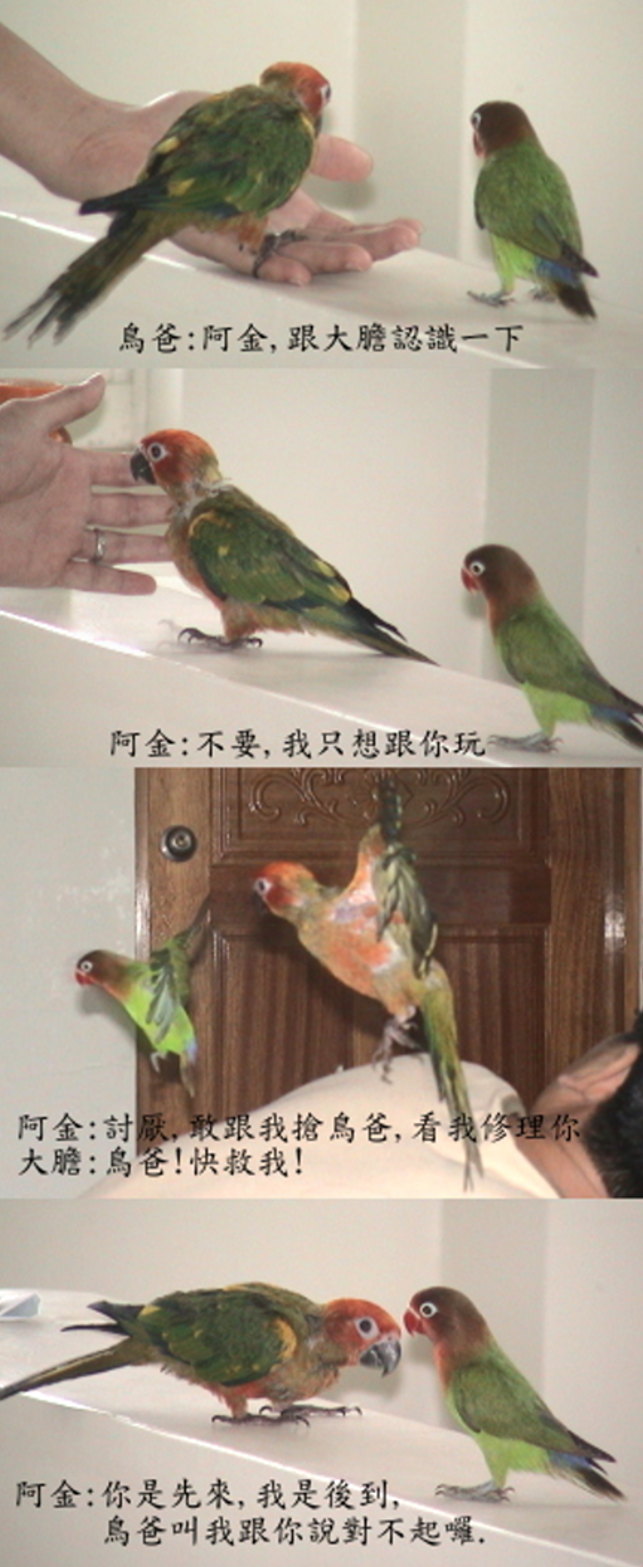 鳥爸!快救我!