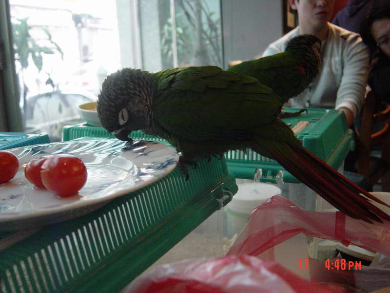 鳥聚時間真長..