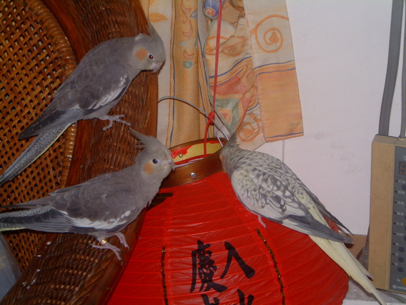 狼狽為奸