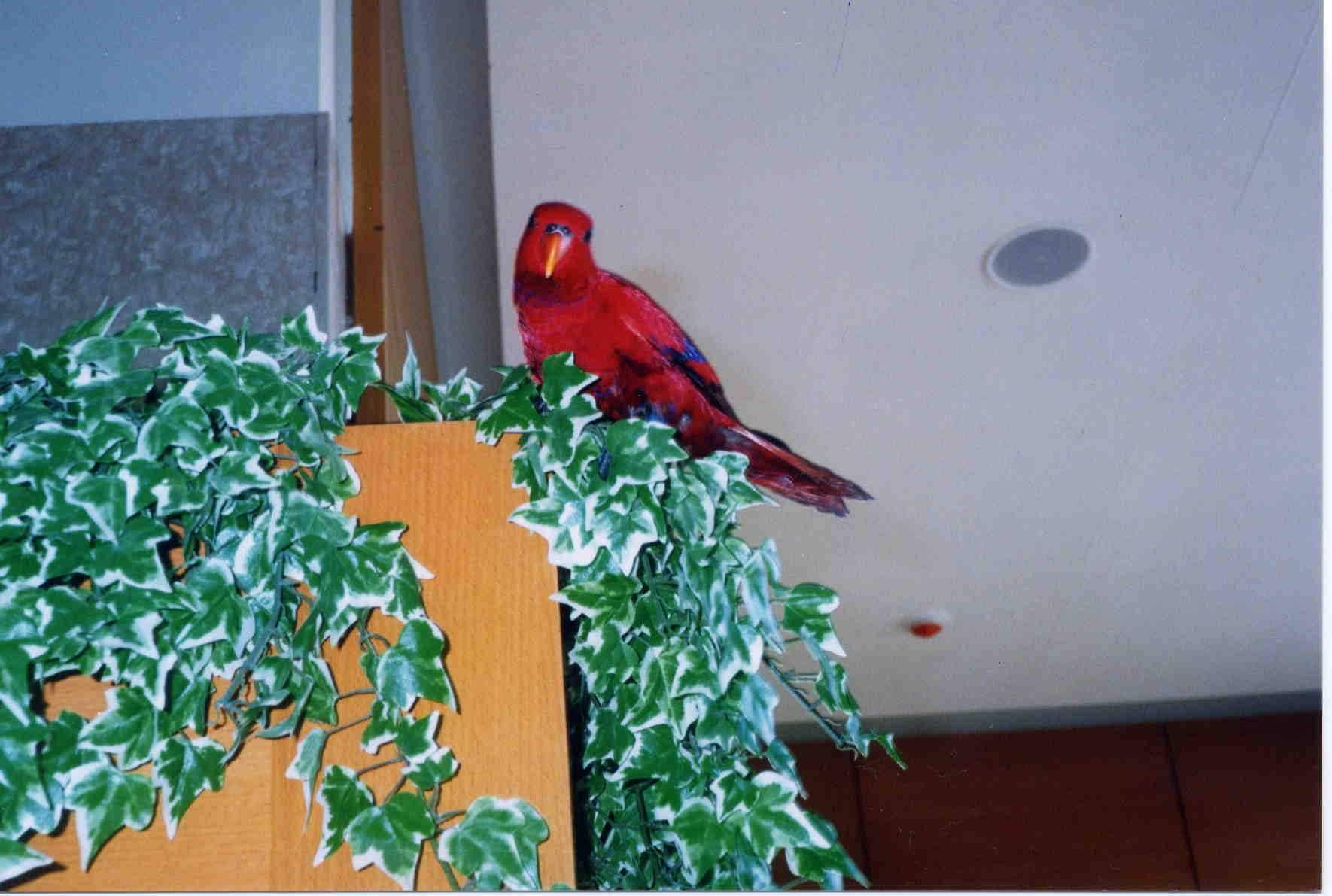 BuBU(Red Lory)