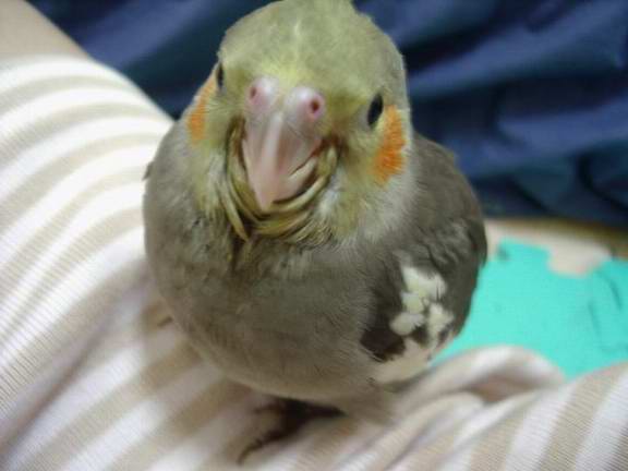 maygo
