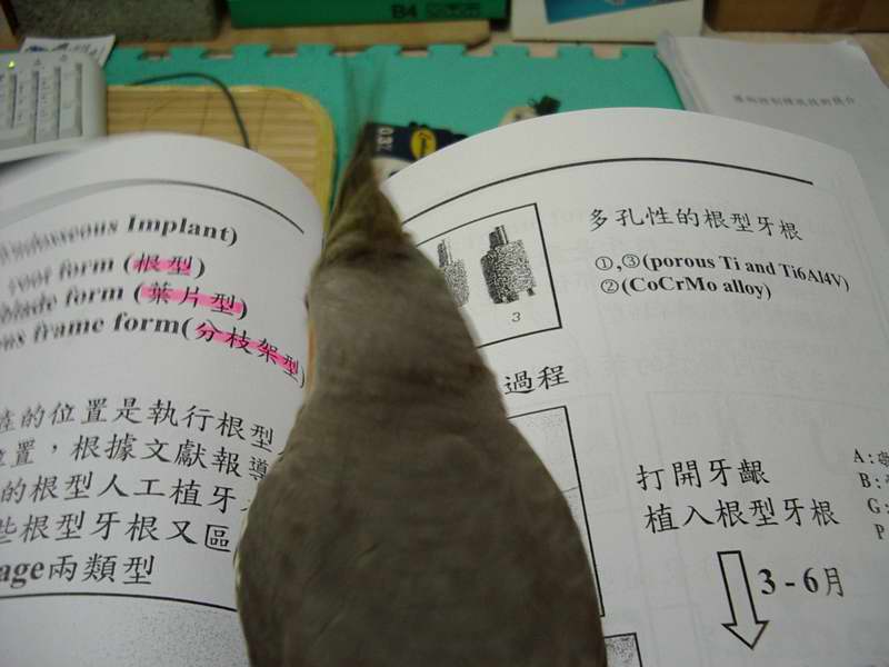 看似認真向學的小傢伙