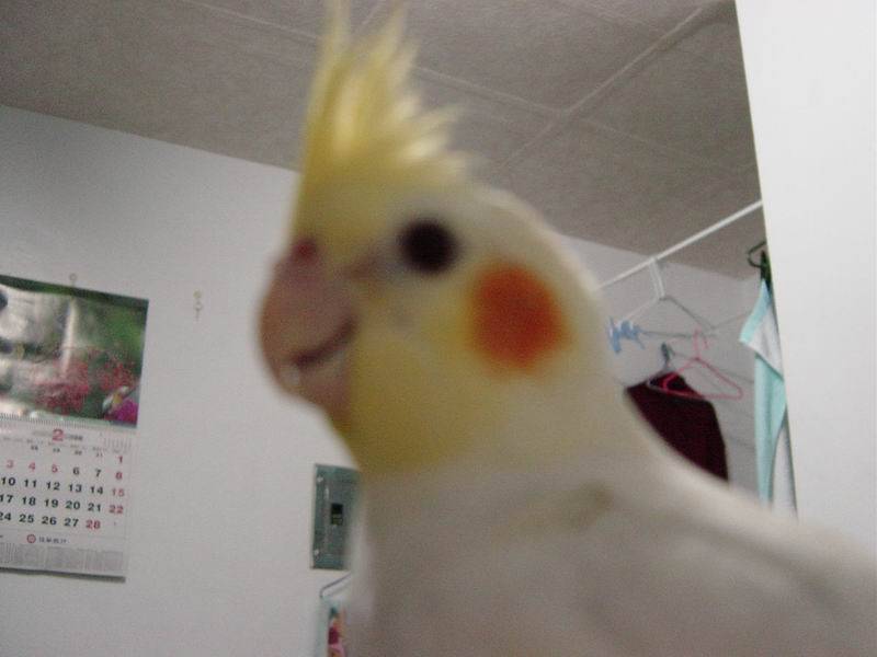 咕咕咕