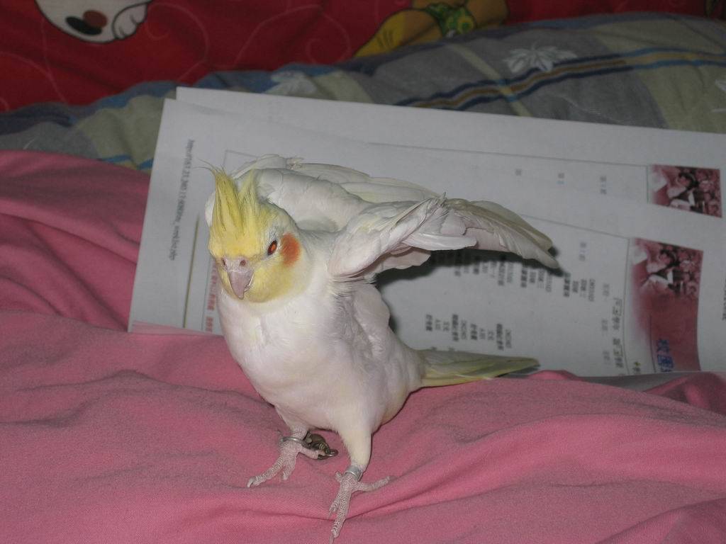 飛飛飛.........