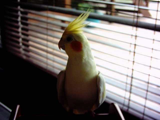 鳥聚照片