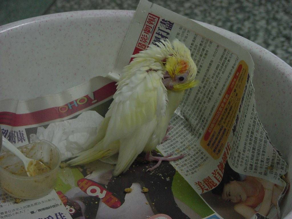 Cockatiel