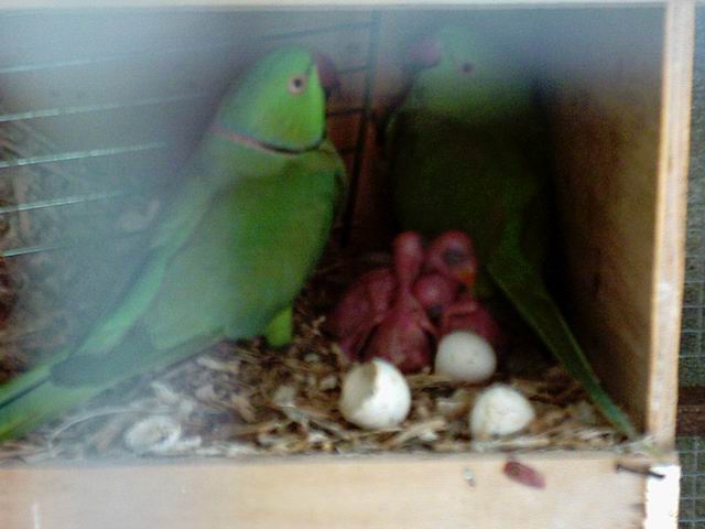 Photo 25335