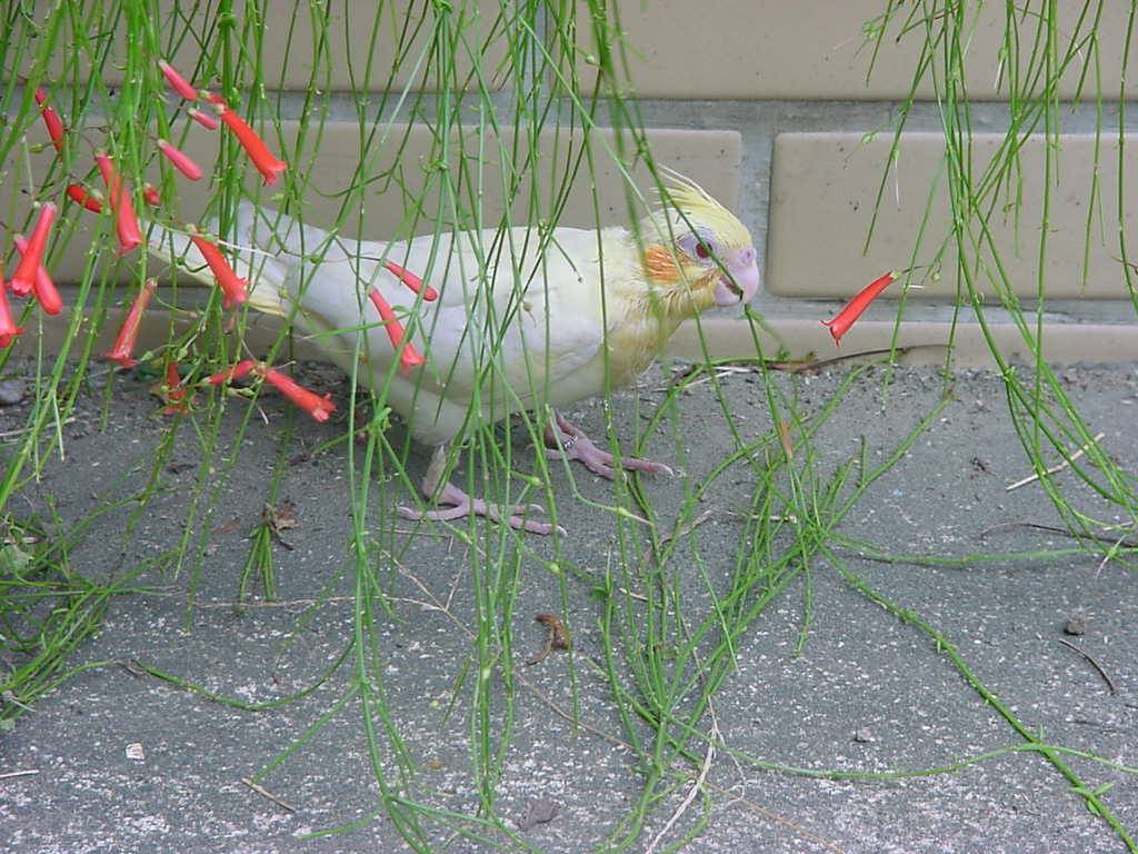 Cockatiel---stacy~~~