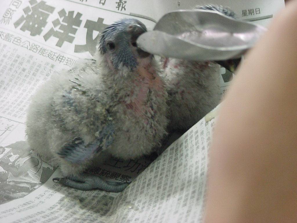 Green-naped Lorikeet