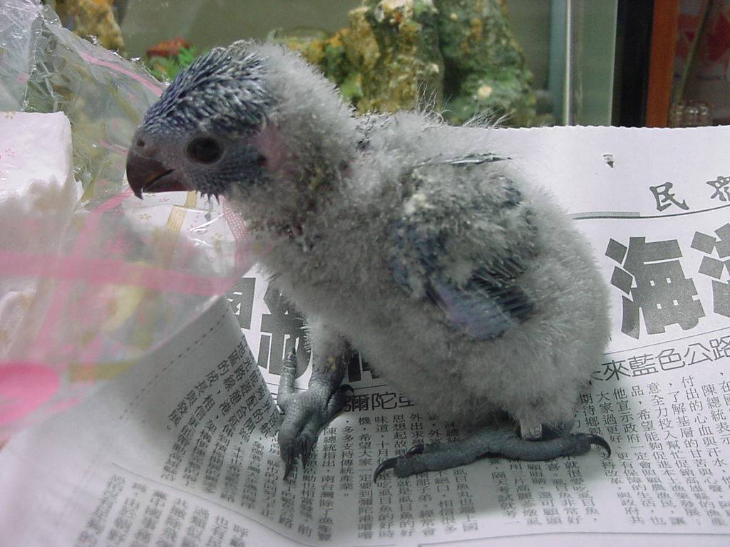 Green-naped Lorikeet---yo-yo