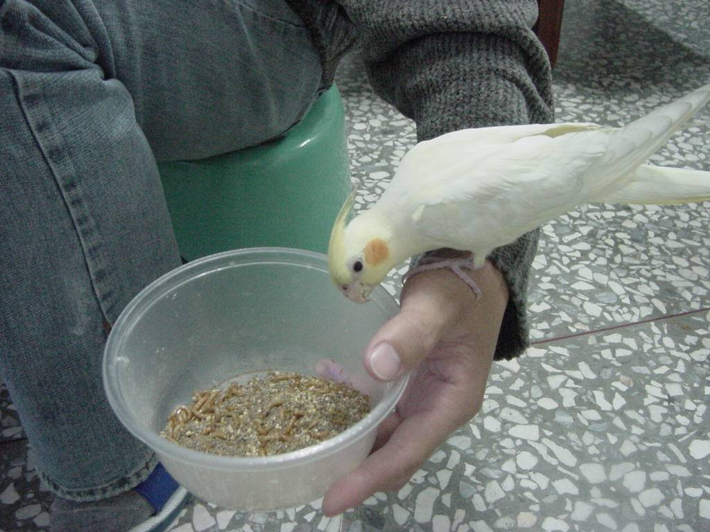 Cockatiel