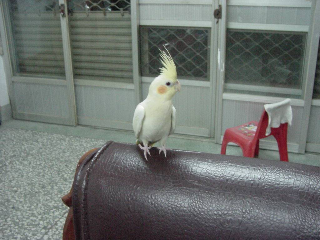 Cockatiel---stacy