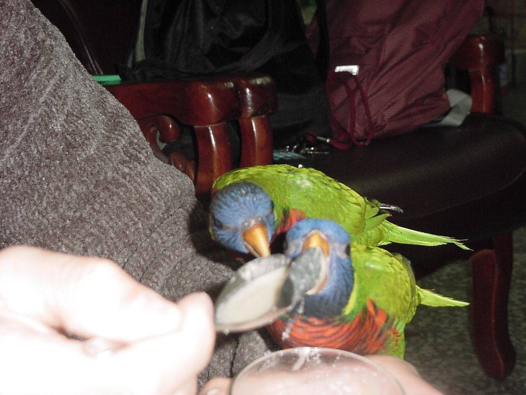 Green-naped Lorikeet