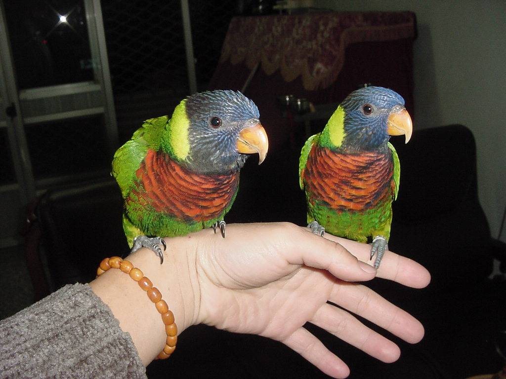 Green-naped Lorikeet