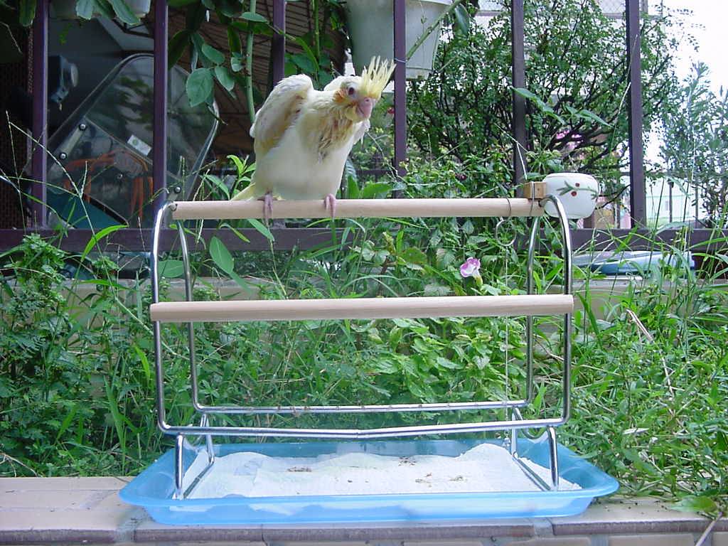 Cockatiel