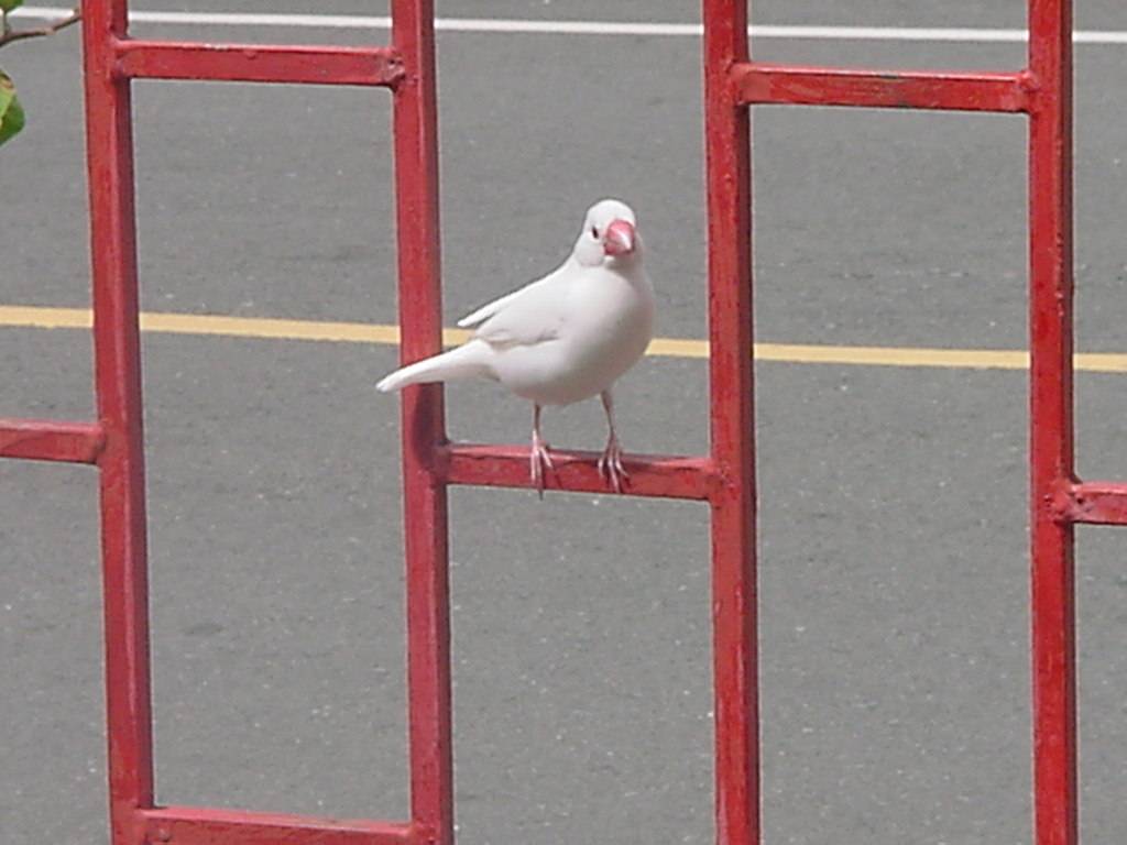 Java Sparrow , Rice Bird