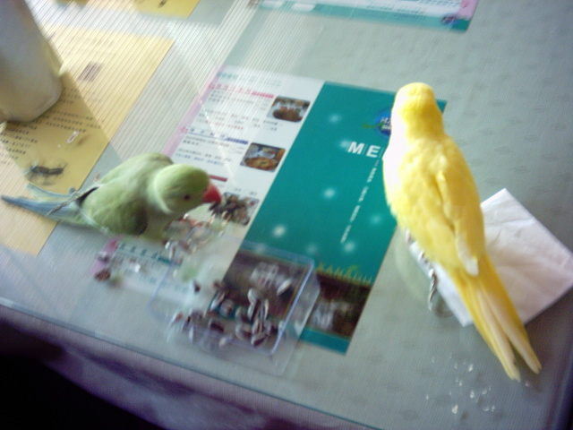 鳥聚照片
