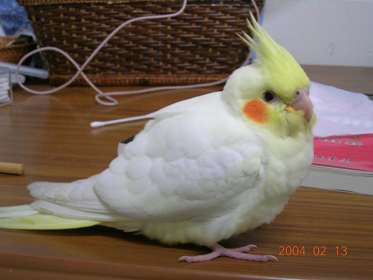 肥肥的