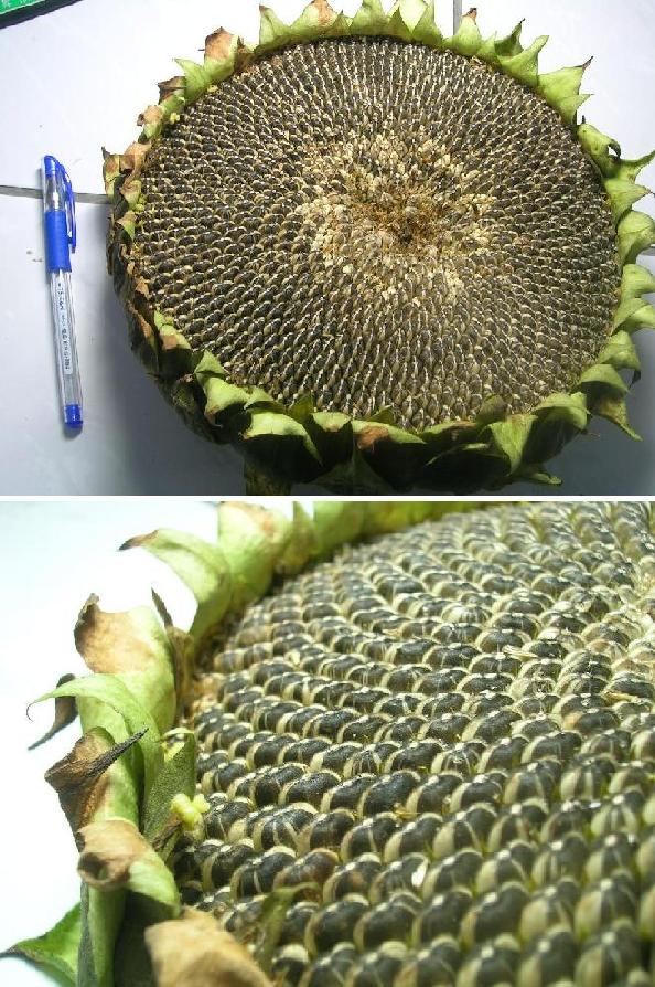 我外公堹的向日葵