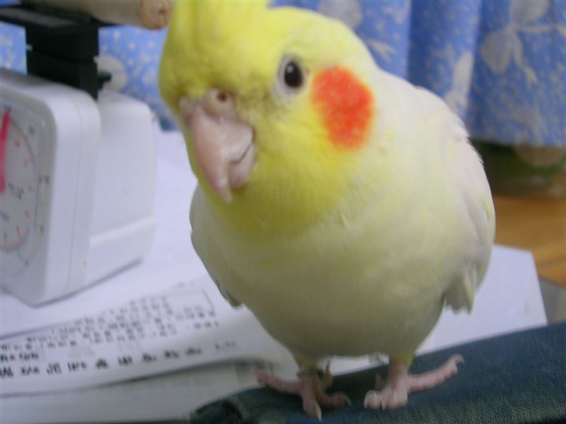 裝可愛