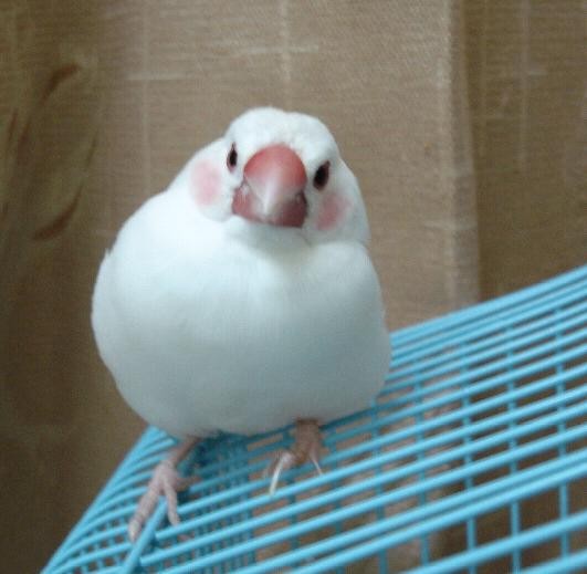 可愛的玄鳳
