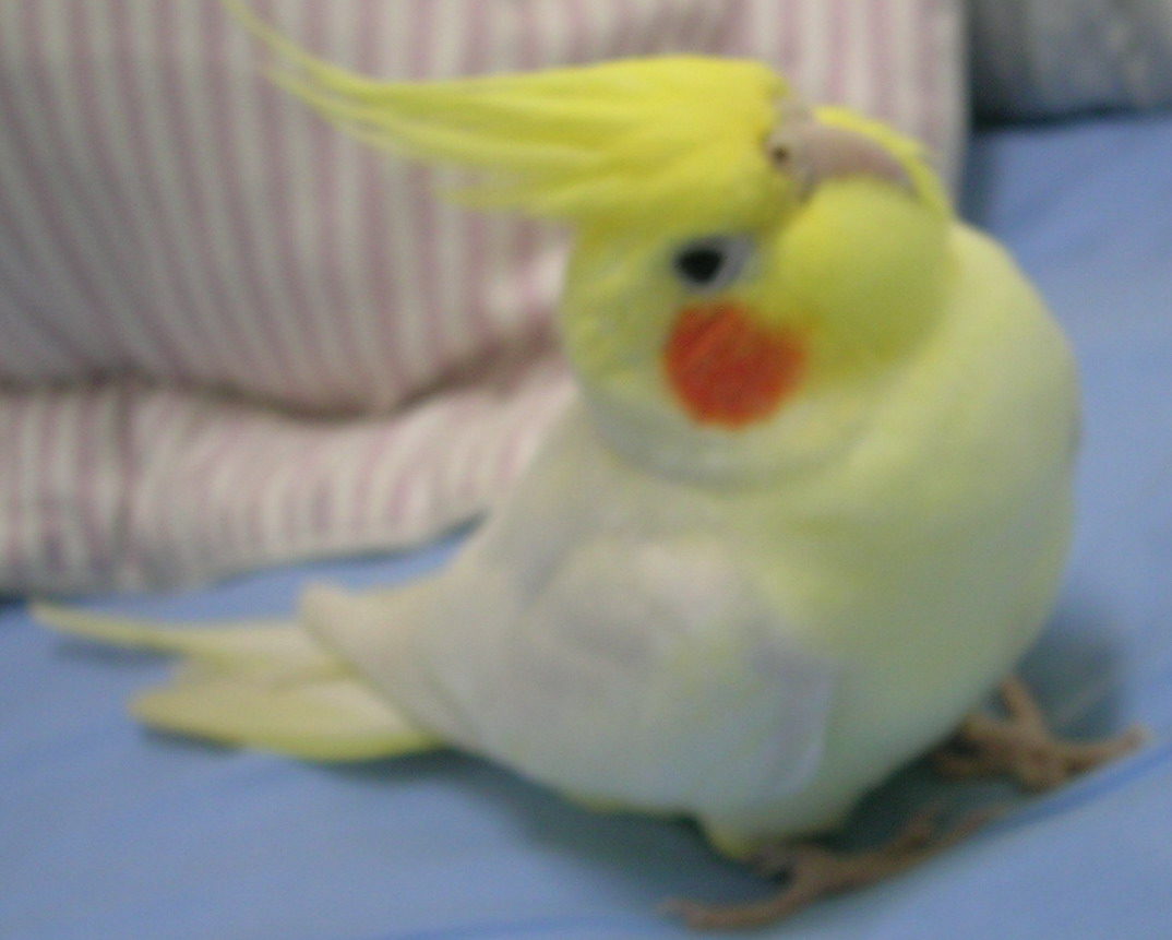 肥肥鳥