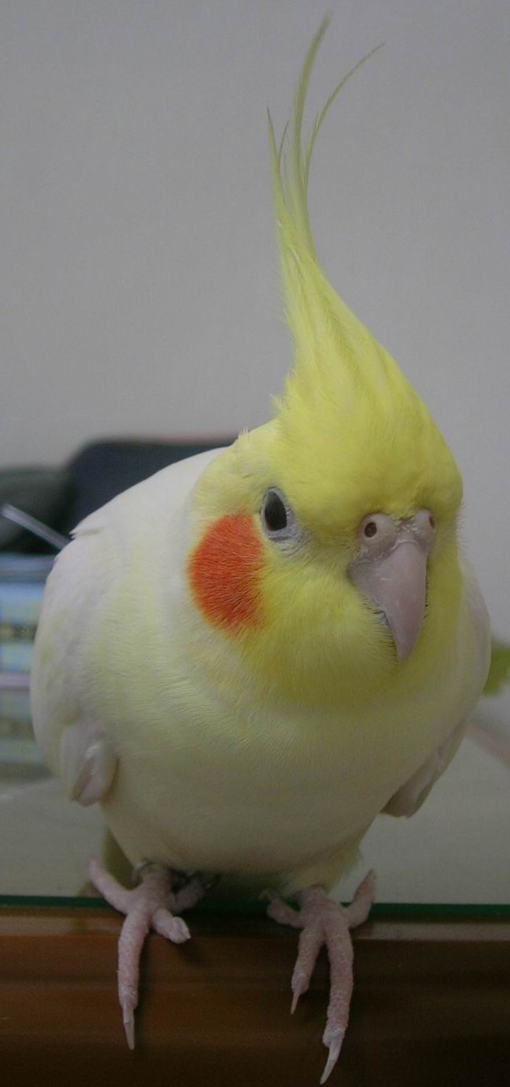 發呆中的玄鳳