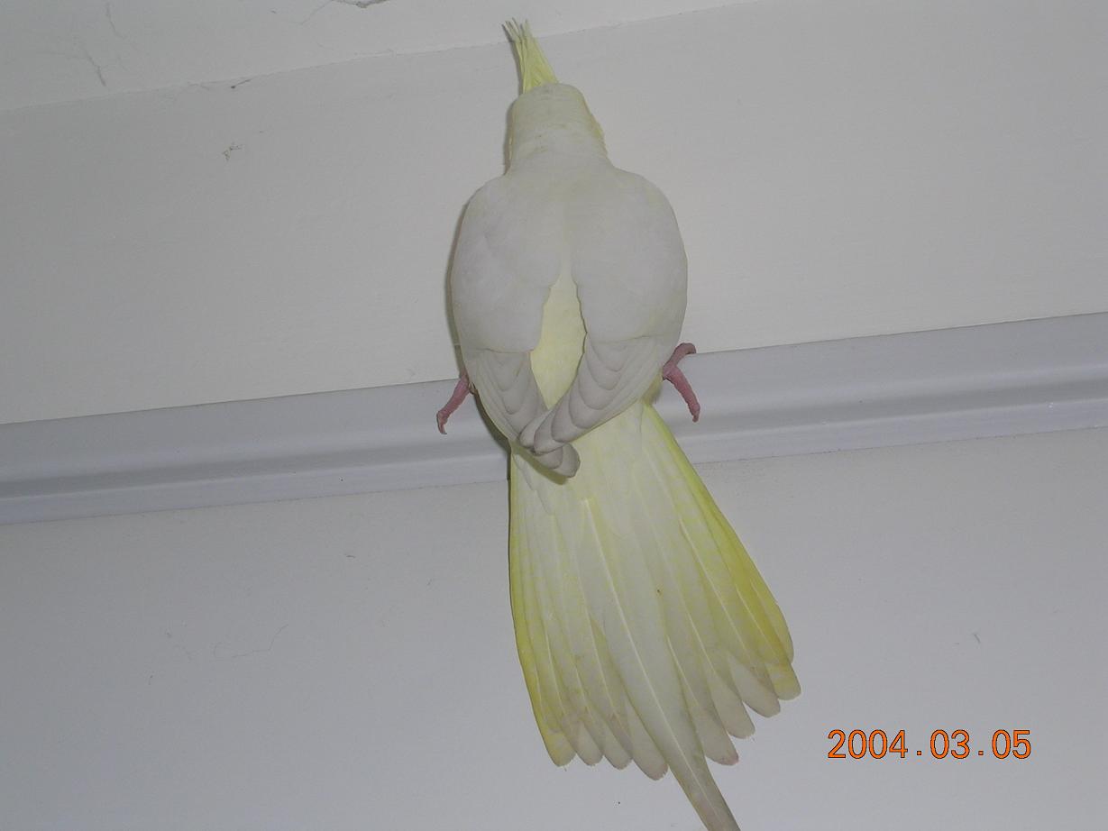 愛攀牆的玄鳳