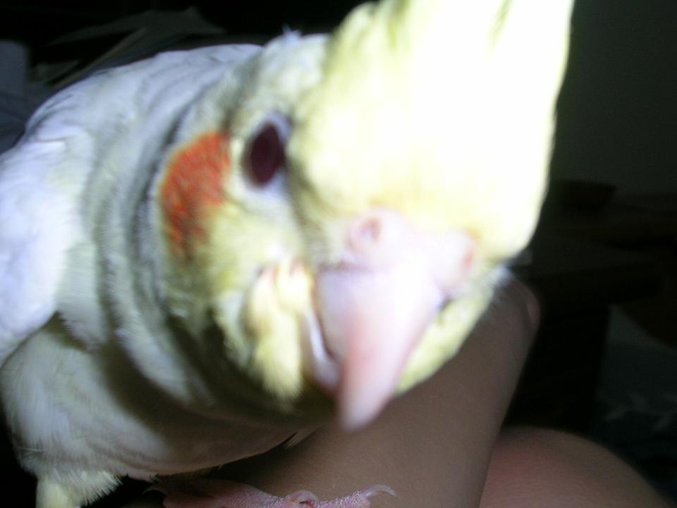 怪鳥