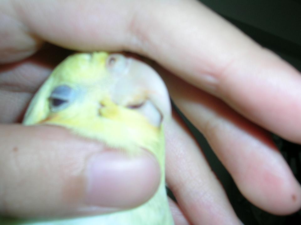 摸摸頭