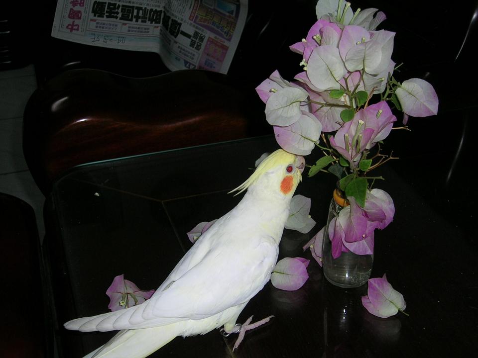jimmy風
