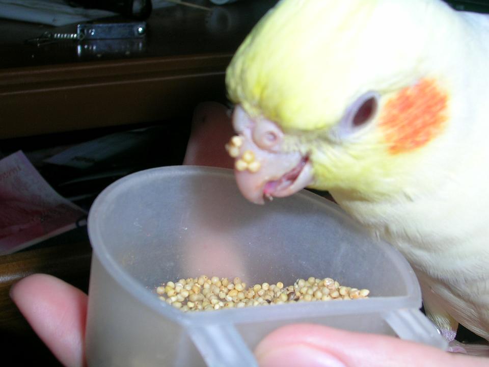 狼吞虎嚥