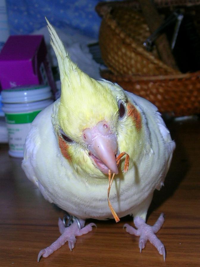 裝可愛