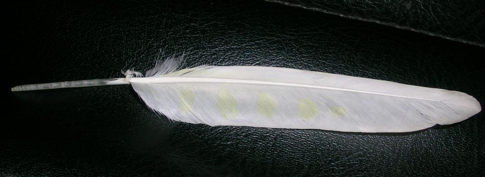 掉羽毛