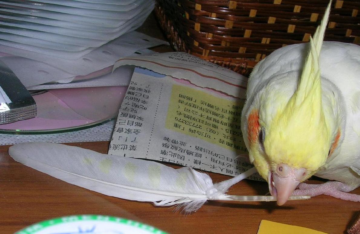 新玩具