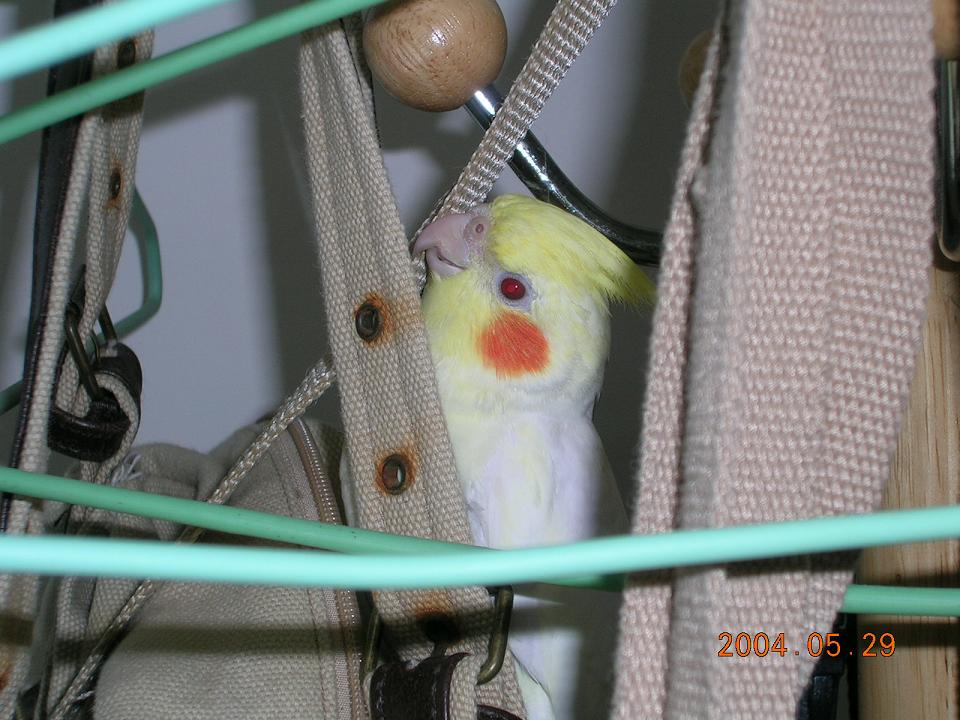 躲貓貓