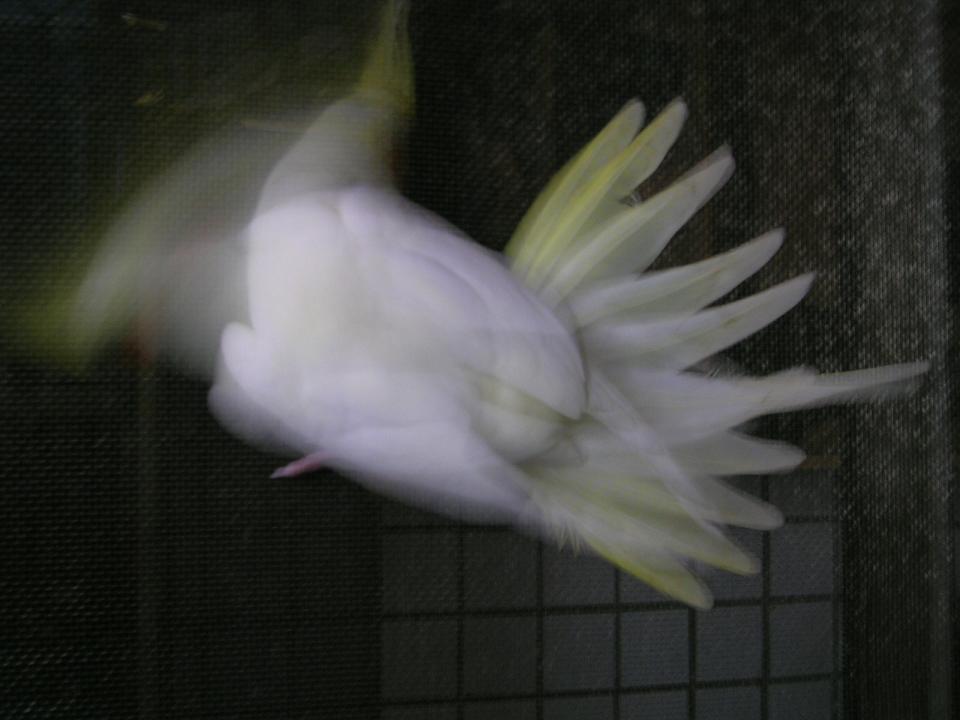 靈異照片