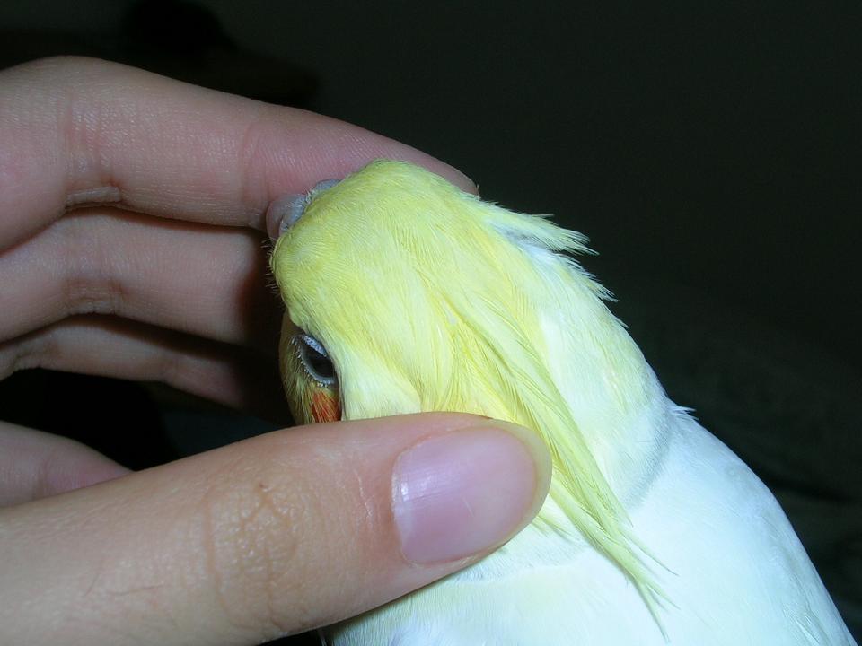 摸摸頭