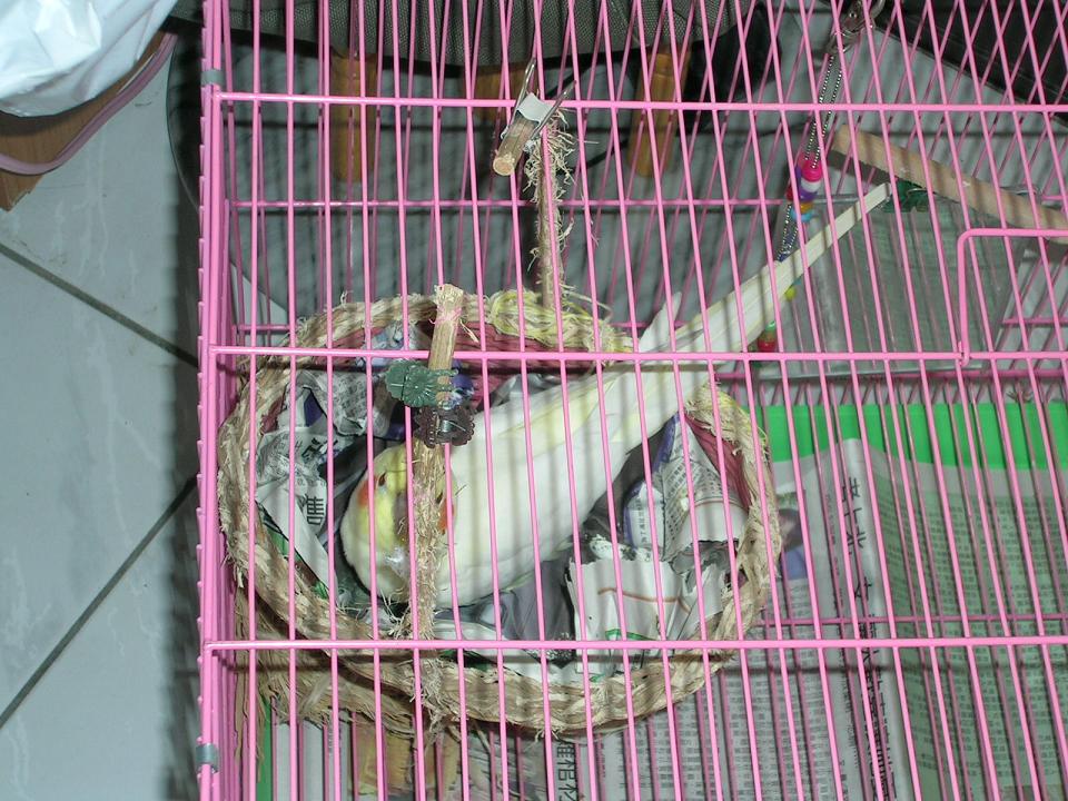 酷B的藍子