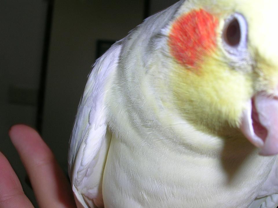 開閃光