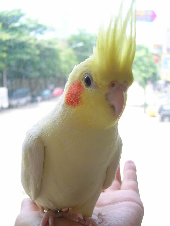 台中鳥聚_酷B